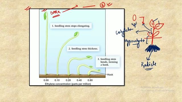 Plant Hormone- Ethylene| Introduction |Biosynthesis| Triple response |Signalling | CSIR-NET JRF II смотреть онлайн