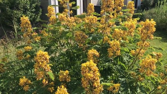 Senna hebecarpa and Bombus смотреть онлайн
