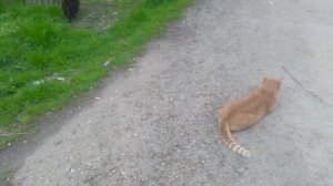 Рыжий кот и чёрная кошечка играют