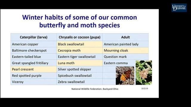 Overwintering Insects in the Landscape — January 2021 смотреть онлайн