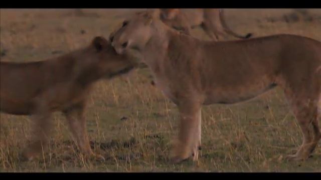 LIONS смотреть онлайн