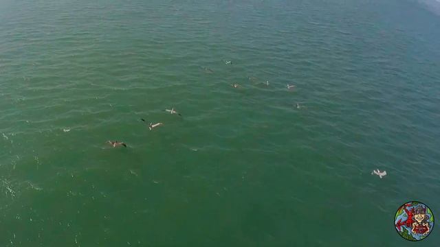 FPV Drone Pelican Chase BabyHawk2 Insta360 Go2