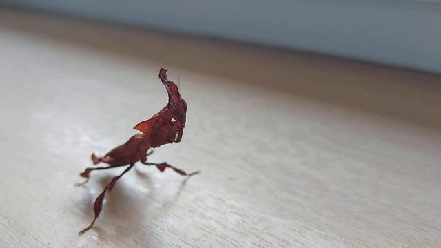 Opis gatunkowy - Phyllocrania paradoxa, Modliszka liściogłowa. смотреть онлайн