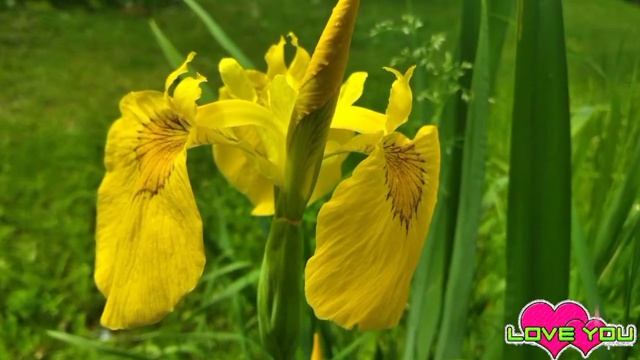 Цветочный аромат. смотреть онлайн