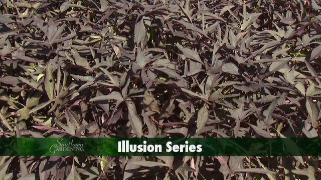 Ornamental Sweet Potato - Southern Gardening TV, August 29, 2012 смотреть онлайн
