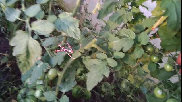 12 июля 2022 г. смотреть онлайн