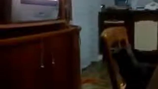 Прикольные котики Видео №3 Кот смотрит ТЕЛЕВИЗОР! И болеет за происходящее смотреть онлайн