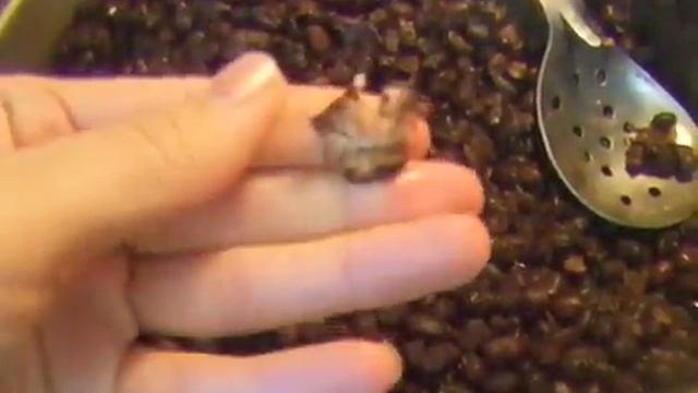 Homemade Sweet Red Bean Paste (팥 앙금, Pat AngGeum) | Aeri's Kitchen