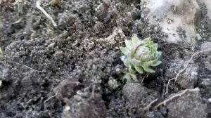 Молодило, каменная роза, как сажать разные сорта