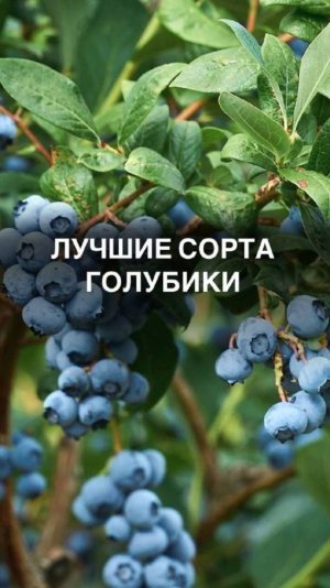 Лучшие сорта голубики
 #органическоеземледелие
 #экология #органическиеудобрения
#садоводство #урож