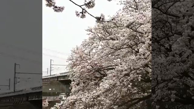 Сакура, Япония смотреть онлайн