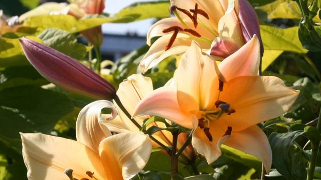 Cool Orienpet Lily (Lilium Orania)