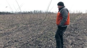 Обрезка алычи