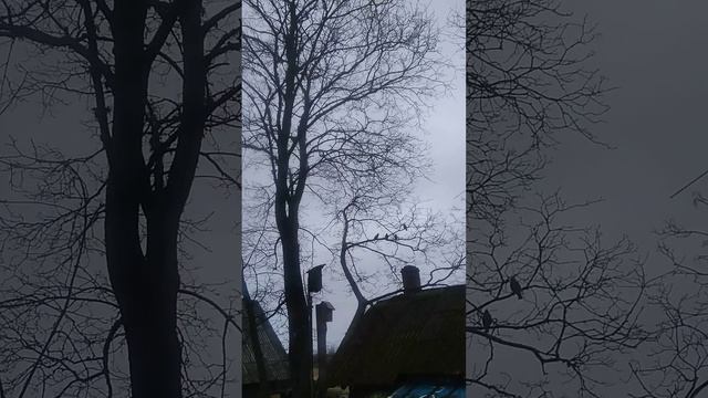 Скворцы прилетели.💐🕊️💐 смотреть онлайн