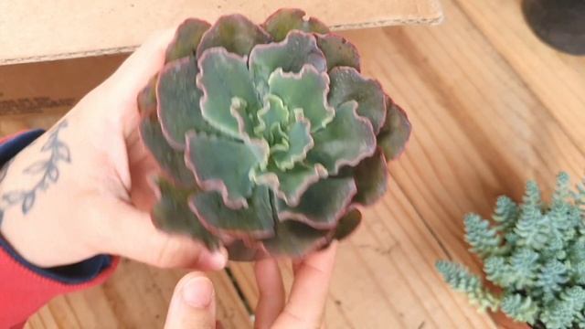 ❤ Novas Suculentas do Site Jardim de Josi Cardoso ❤ смотреть онлайн