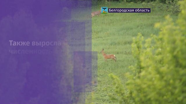 Управление Экоохотнадзора Белгородской области завершило обработку данных зимних учётов животных смотреть онлайн