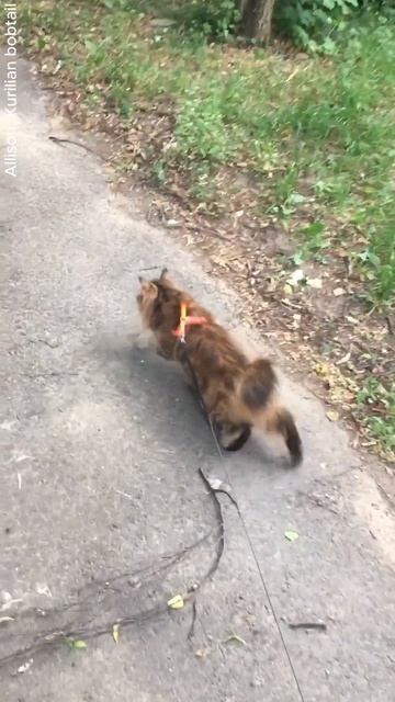 Гроза окрестных котов и собак! Курильский бобтейл! смотреть онлайн