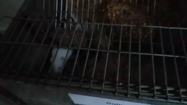 Mouse Safed Chuha Mouse Facts: Habits, Habitat & Types of Mice | Live Science смотреть онлайн