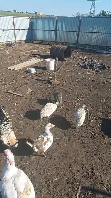 цесарки смотреть онлайн