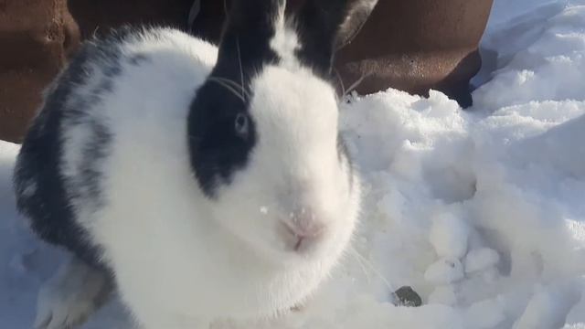 Кролик гуляет #1💗❤🐰 смотреть онлайн