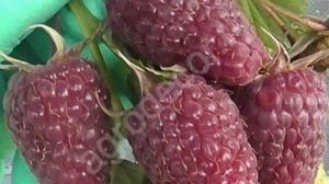 Малина ремонтантная Жаклин