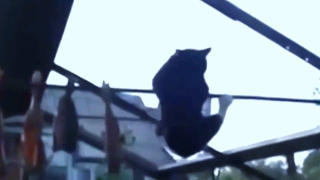Кот -вор на турнике смотреть онлайн