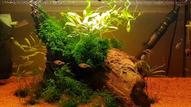 #54#leddyslimplant#aquael
ewolucja смотреть онлайн