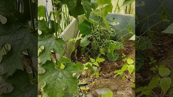 Как вырастить мочалку ? Мой опыт выращивания в парнике . Люффа . Беларусь .