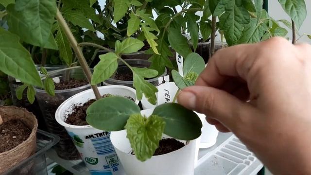 5.05, г.Иваново. Остатки рассады. Христос Воскресе-с Праздником Вас!