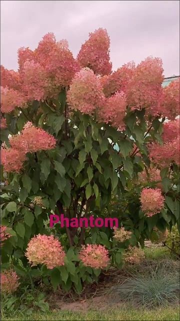 #phantom #hydrangea #hydrangeaflower #гортензия #hortensia #садгортензий #garden #flower #paniculat смотреть онлайн