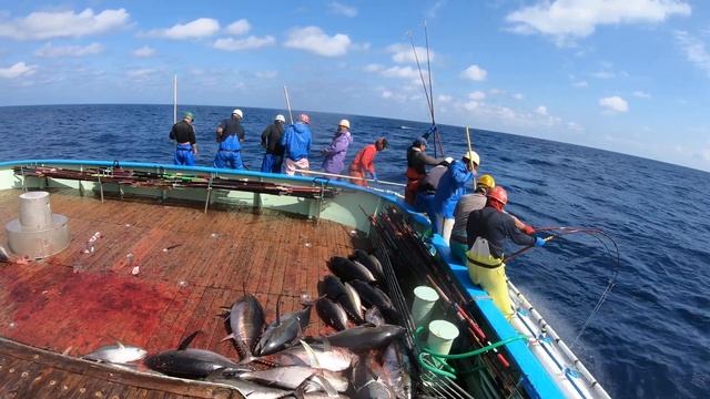 Yellowfin tuna fishing in the Sea of Japan. pole and line, skipjack tuna 2024 смотреть онлайн