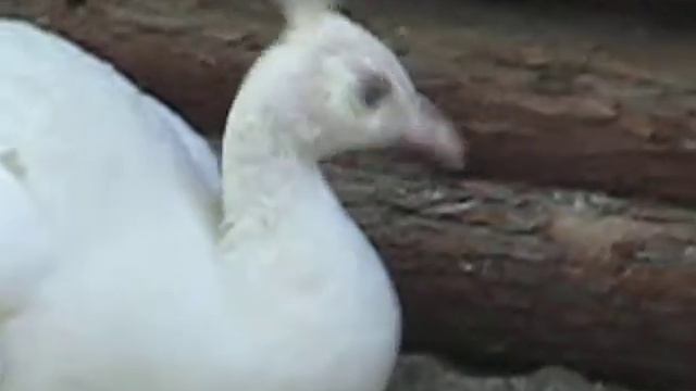 White peacock - Shanghai zoo, China смотреть онлайн