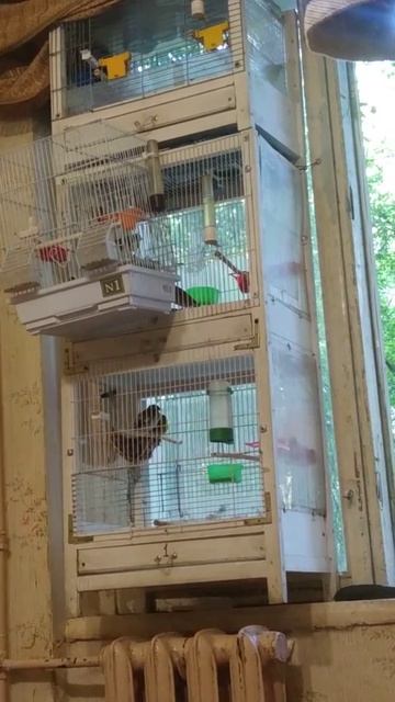 щегол Москва. смотреть онлайн