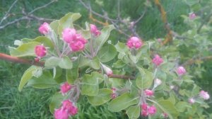 Цветёт яблонька