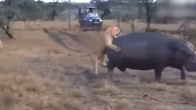 The Rhinoceros Suddenly Attacked The Lion, Causing It To Receive A Very Tragic End смотреть онлайн