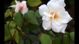 Q Aventura Park Hotel 5*