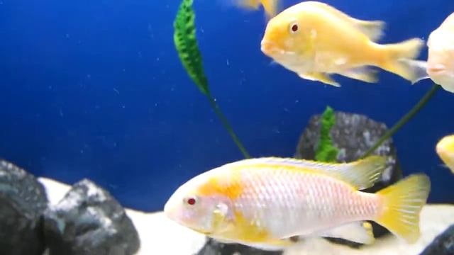 Tropheops Albino Red Cheek смотреть онлайн