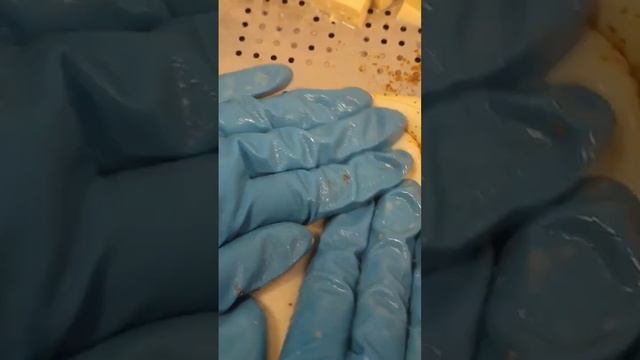 Готовим сыр Качокавалло. смотреть онлайн