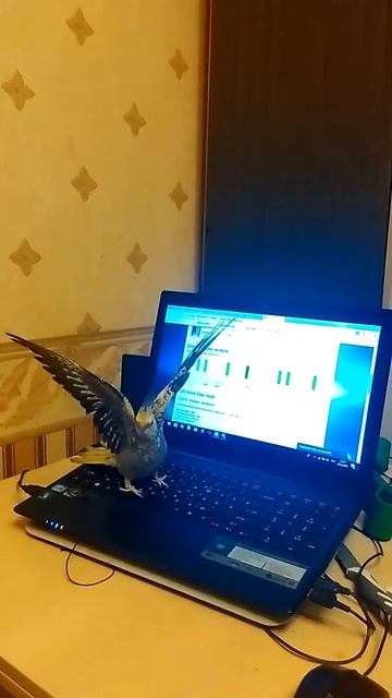 Попугай Корелла танцует