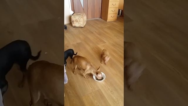Чихуахуа жадина смотреть онлайн