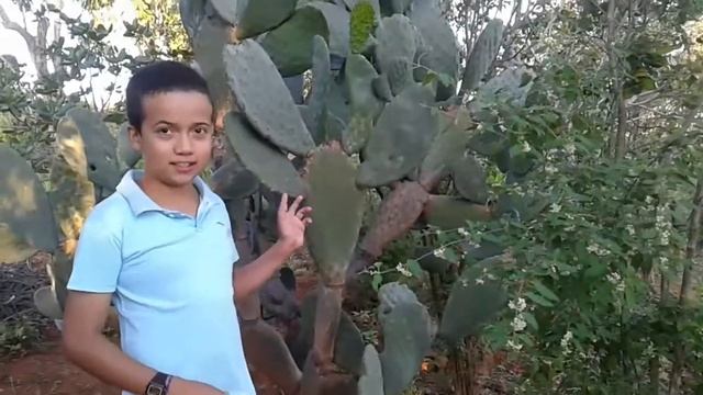 Planta repelente da cochonilha do carmim (Dactylopius opuntiae)