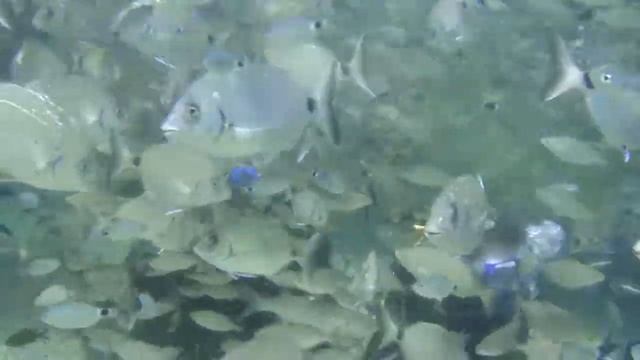 Turkey 2012 - Marmaris - Diving Video смотреть онлайн