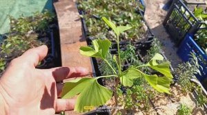 Площадка с растениями  обзор на 17апреля