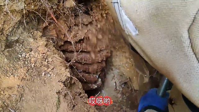 HUGE UNDERGROUND HORNET NEST,VESPA MANDARINIA,ASIAN GIANT MURDER HORNET NEST REMOVAL,STING WASP смотреть онлайн