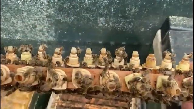 Вывод маток. Формирование стартеров и прием личинок на воспитание. Часть 2. смотреть онлайн