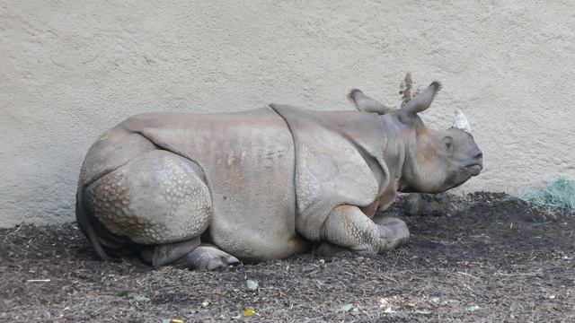 Rhinoceros Marshall LA Zoo Los Angeles California USA November 9, 2023 Rhino смотреть онлайн
