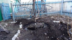 пересадка пятилетней груши