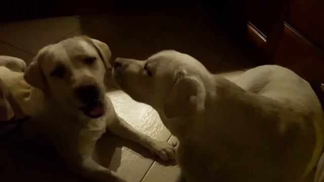 Кусаки) смотреть онлайн