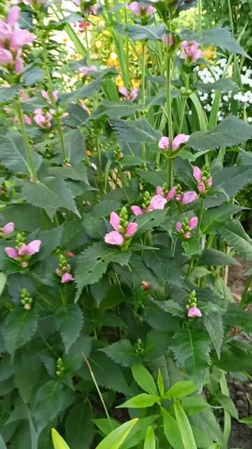 Хелоне в моём цветнике. смотреть онлайн