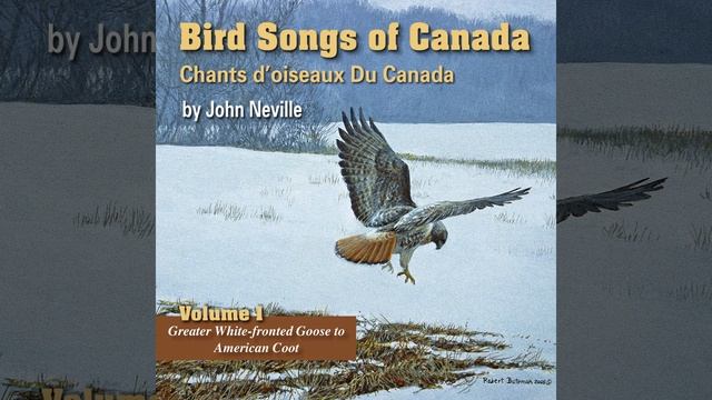Yellow-Billed Loon смотреть онлайн